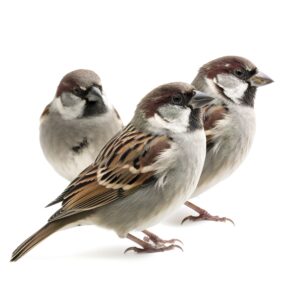 sparrows isolated on white background, generate ai